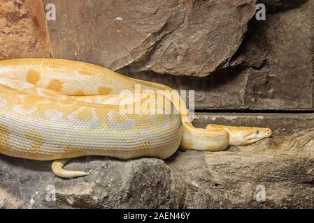 Closeup Golden Thai Python or Python Molurus Aurea Coiled on The Rock Stock Photo