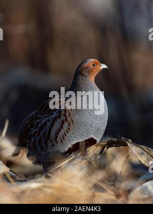 Hungarian Partridge on the edge of a field in Minnesota Stock Photo