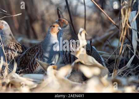 Hungarian Partridge on the edge of a field in Minnesota Stock Photo