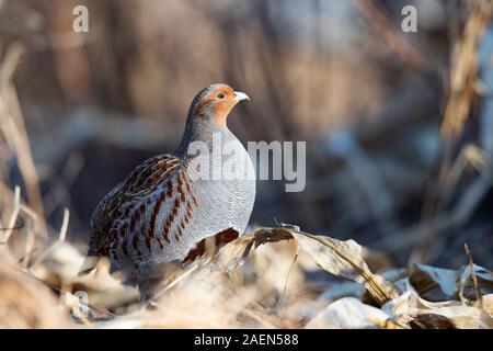 Hungarian Partridge on the edge of a field in Minnesota Stock Photo