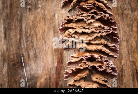 Mushrooms on horse chestnut trunk Stock Photo
