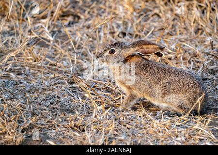 Frightened rabbit in Kruger Park South Africa Stock Photo