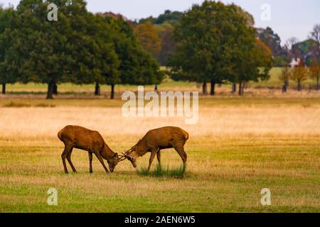 Two young red deer stags rutting Stock Photo