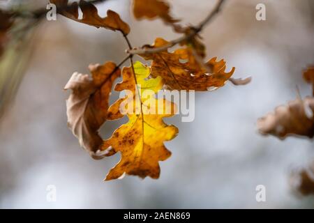 December 2019, Auvergne-Rhône-Alpes, France-Forest and leaves in the colours of autumn Stock Photo