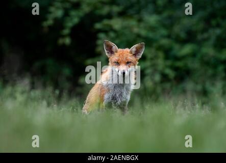 A red fox, Vulpes vulpes, taken from ground level as it sits at the edge of a wood sand staring forward