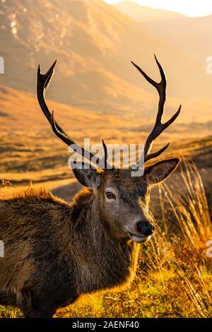 Monarch of the Glen: Red Deer Stag in Glen Etive, Scotland