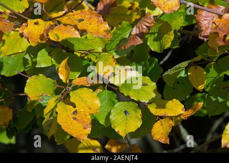 Beech (Fagus sylvatica) leaves senescing, turning colour in early autumn with flies 'basking' in the late warmth of the sun, Berkshire, October Stock Photo