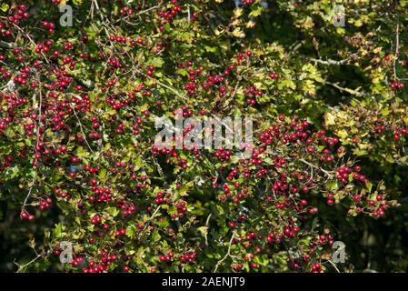 Mature berries on hawthorn (Crataegus monogyna) in autumn, importand food for birds in early winter, Berkshire, October Stock Photo