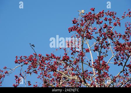 Mature berries on hawthorn (Crataegus monogyna) in autumn, importand food for birds in early winter, Berkshire, October Stock Photo
