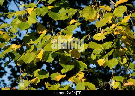 Hazel (Corylus avellana) leaves senescing, turning colour in early autumn sunshine, Berkshire, October Stock Photo