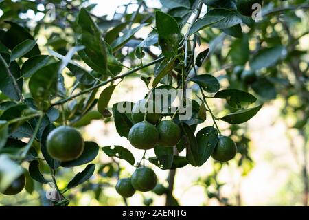 Closeup green lime on a tree with fruits at blurred background Stock Photo