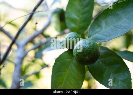 Closeup green lime on a tree with fruits at blurred background Stock Photo