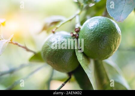 Closeup green lime on a tree with fruits at blurred background Stock Photo