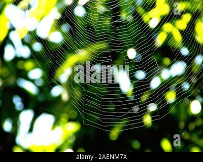 Beauty in Detail of a spider web Stock Photo