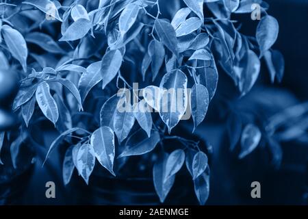 The leaves of ficus Benjamin in a classic blue color.The main color of the Year 2020. Stock Photo