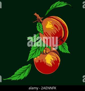 Two peaches with leaves on a branch on a light background Stock Vector