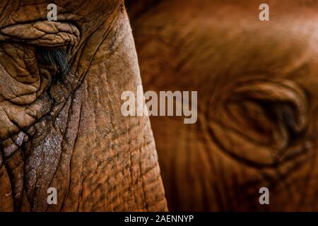 selective focus and extreme close up view of side of elephant face and long eyelashes. Stock Photo