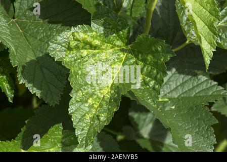 leaves currant caused puckered ribes damage sp summer blister aphids ye red bli yellow alamy