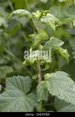 Currant-sowthistle aphid, Hyperomyzus lactucae, leaf distortion, yellowing and mottling chlorosis to blakcurrant leaves, Berkshire, June Stock Photo