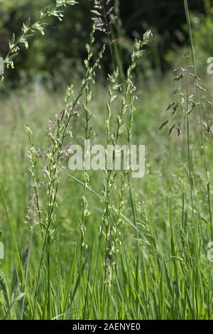 Ryegrass, Loilium sp., flowering grass inflorescences in pasture with other grasses, Berkshire, June Stock Photo