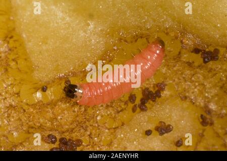 Plum fruit moth, Grapholita funebrana, caterpillar feeding on flesh of damaged ripe plum fruit, Berkshire, August Stock Photo