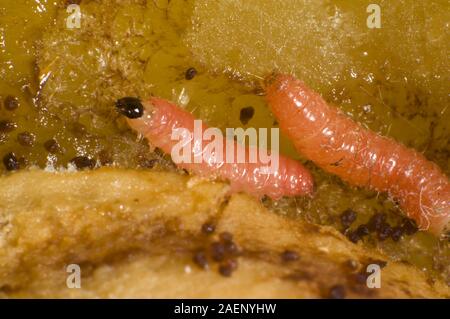 Plum fruit moth, Grapholita funebrana, caterpillar feeding on flesh of damaged ripe plum fruit, Berkshire, August Stock Photo