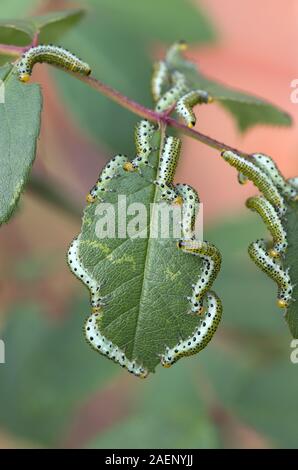 Large rose sawfly, Archips pagana, larvae feeding on ornamental rose leaves in summer, Berkshire, September Stock Photo