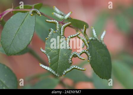Large rose sawfly, Archips pagana, larvae feeding on ornamental rose leaves in summer, Berkshire, September Stock Photo