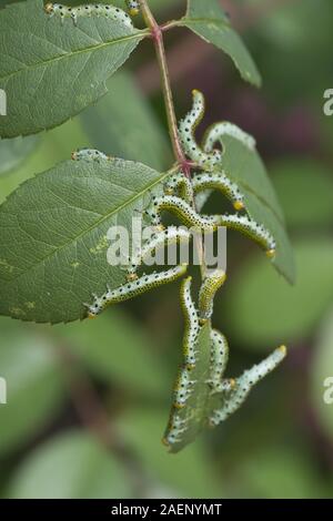 Large rose sawfly, Archips pagana, larvae feeding on ornamental rose leaves in summer, Berkshire, September Stock Photo