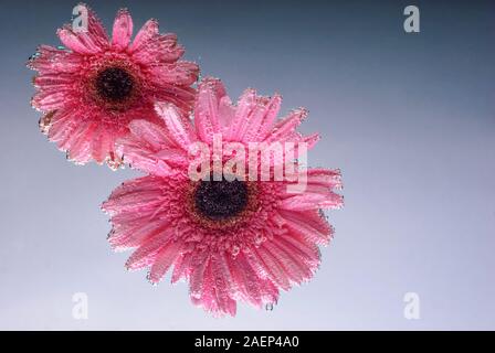 pink gerbera flowers, with air bubbles on the petals, under water, on a multi-colored background. March 8 concept. International Women's Day. Blue, ye Stock Photo