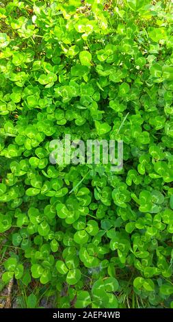 Green clover leaves. Natural vertical background. Top view Stock Photo