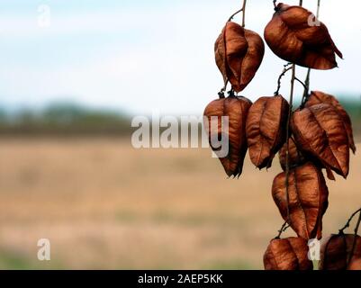 Lantern tree or golden rain tree seed pods closeup view. selective focus. nature and outdoors concept. blurry background. rural scene in autumn season Stock Photo
