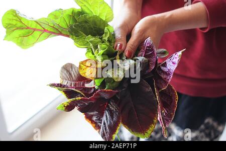 Woman hold the vegetable from organic home garden