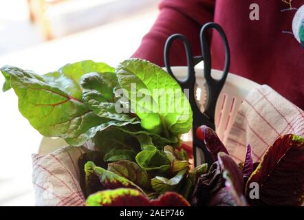 Woman hold the vegetable from organic home garden