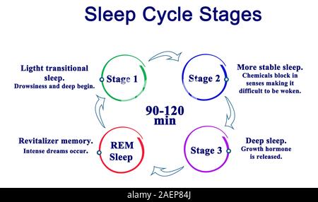 Sleep Cycle Stages Stock Photo - Alamy