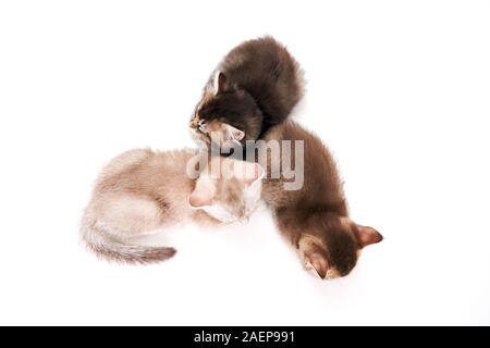 From above view of three brown grey and white kittens sitting one by one . Group of fluffy baby cats with adorable paws and long tails looking up on white studio background. Concept of pets, animals. Stock Photo
