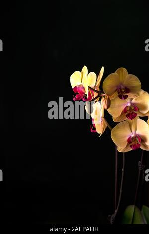 Beautiful tropical exotic Orchid with pink and yellow Moth Phalaenopsis flowers in a pot on dark background Stock Photo
