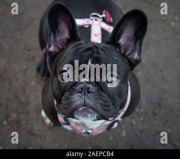 A young black French Bulldog looking up into the camera Stock Photo