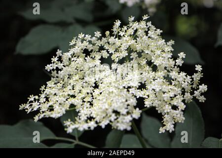 Sambucus nigra, common names include elder, elderberry, black elder, European elder, European elderberry, and European black elderberry. Stock Photo