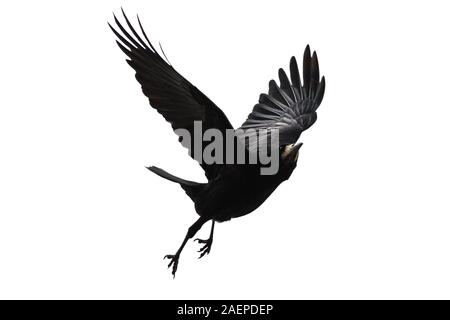 black bird flies on a white background Stock Photo