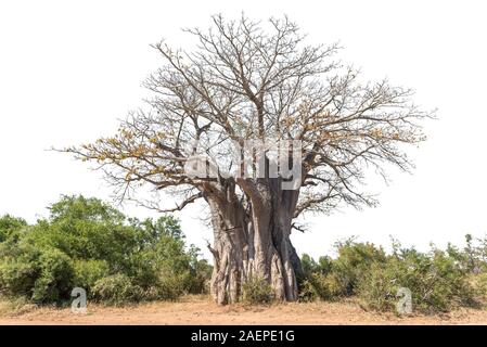 A baobab tree, Adansonia digitata, also called upside-down tree, isolated on white Stock Photo