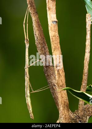 A macro shot of a stick insect (Carausius morosus) photographed against a green background in a studio set. Stock Photo