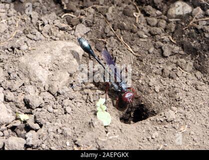 A purple wasp enters a burrow in dry soil. Arusha National Park. Arusha, Tanzania. Stock Photo