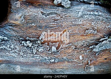 textured tree with frosty patterns Stock Photo