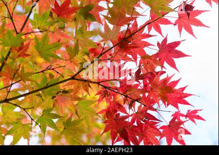 Multi-colored japanese maple leaves background Stock Photo