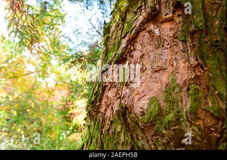 Green moss cover on tree bark background Stock Photo