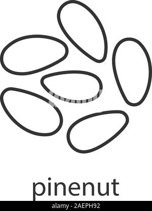 Pinenut linear icon. Thin line illustration. Flavoring, seasoning ...