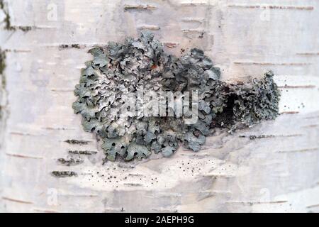 Surface of a tree trunk with a lot of silver colored lichen. Color closeup image showing the beautiful texture of the lichen. Sunny summer day. Stock Photo