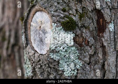 Surface of a tree trunk with a lot of silver colored lichen. Color closeup image showing the beautiful texture of the lichen. Sunny summer day. Stock Photo