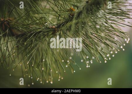 Pine branch with green needles in raindrops closeup. Water drops on the needle ends. Nature background. Stock Photo